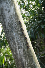 Rhynchonycteris naso