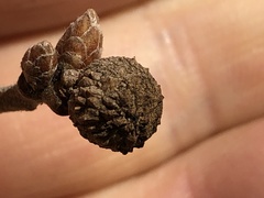 Andricus caliciformis