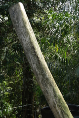 Rhynchonycteris naso