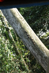 Rhynchonycteris naso