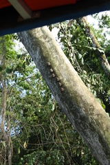 Rhynchonycteris naso