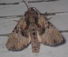 Meropleon diversicolor