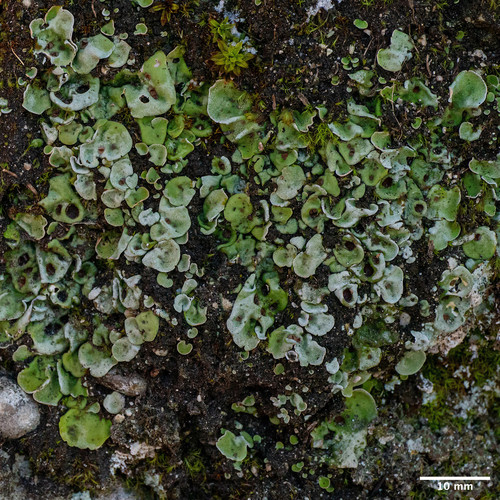 solorína vreckovitá (Pseudosolorina saccata)