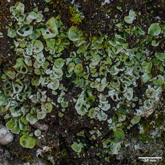 Solorina saccata