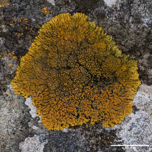 krásnica (Variospora)