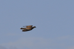 Streptopelia orientalis