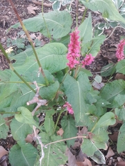 Persicaria orientalis