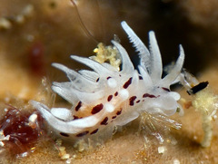 Okenia brunneomaculata
