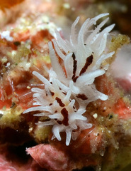 Okenia brunneomaculata