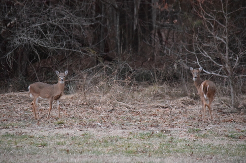 White-tailed Deer photographed in Delaware