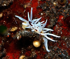 Okenia brunneomaculata