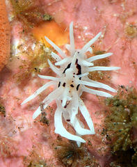 Okenia brunneomaculata