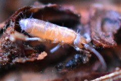 Pogonognathellus longicornis