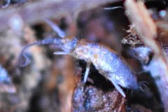 Pogonognathellus longicornis