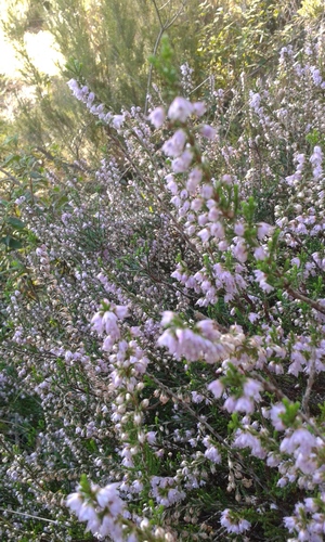 Avistamiento Calluna vulgaris