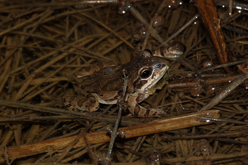 Illinois Chorus Frog photographed in Illinois