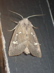 Papaipema nebris