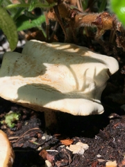 Melanoleuca verrucipes