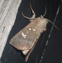 Papaipema nebris