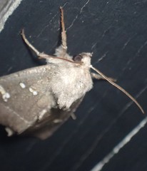 Papaipema nebris