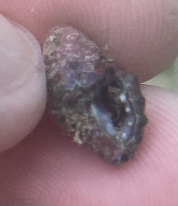 Claremontiella