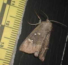 Papaipema nebris