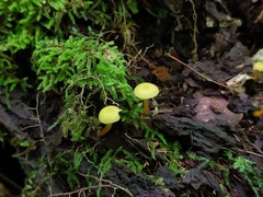 Hygrocybe parvula