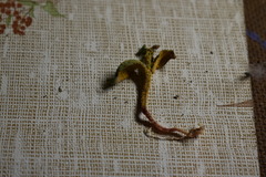 Puccinia mariae-wilsoniae
