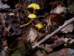 Hygrocybe parvula