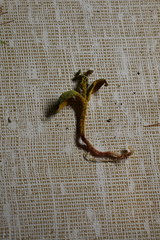 Puccinia mariae-wilsoniae
