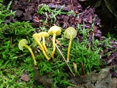 Hygrocybe parvula