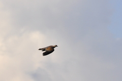 Streptopelia orientalis