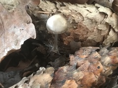 Mycena plumipes