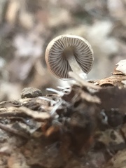 Mycena plumipes