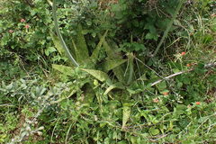 Aloe greatheadii