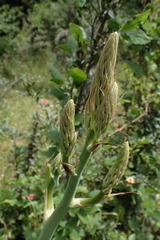 Aloe greatheadii