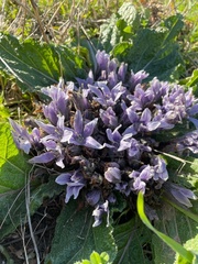Mandragora autumnalis