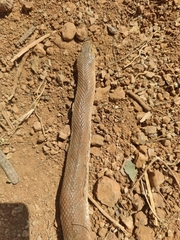 Platyceps plinii