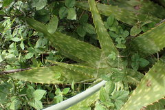 Aloe greatheadii