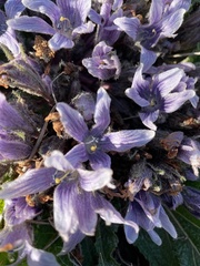 Mandragora autumnalis