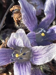 Mandragora autumnalis
