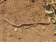 Platyceps plinii