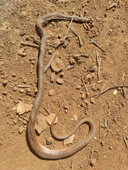 Platyceps plinii