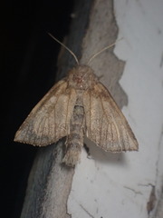 Papaipema cataphracta