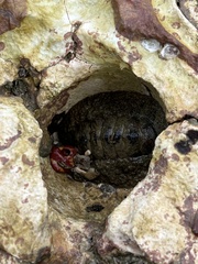 Acanthopleura gemmata