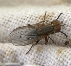 Pherbellia cinerella