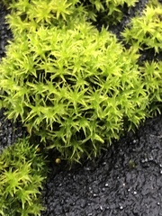 Bryophyta