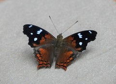 Hypanartia trimaculata