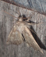 Papaipema cataphracta