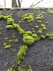 Bryophyta